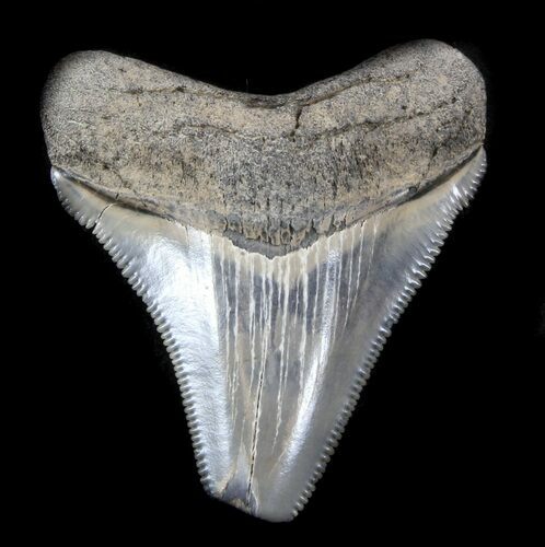 Serrated Juvenile Megalodon Tooth - Maryland #36742